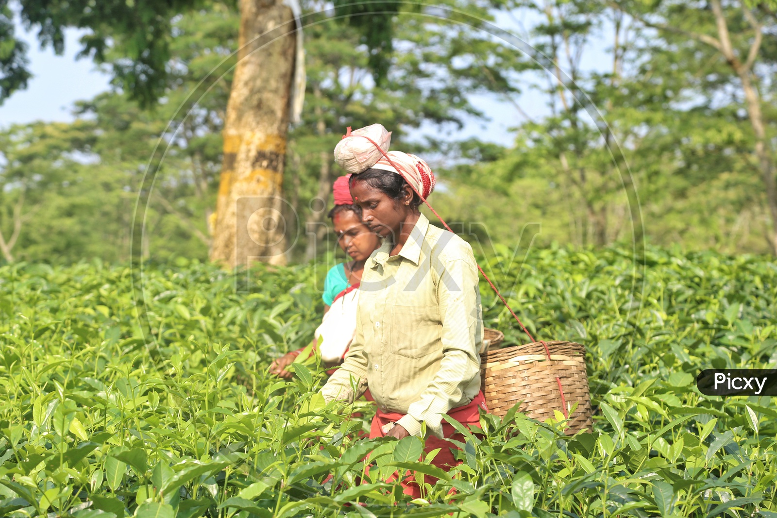 Woman Workers Plucking The Fresh Green Tea Leafs From Tea Plants In a Plantation in Assam