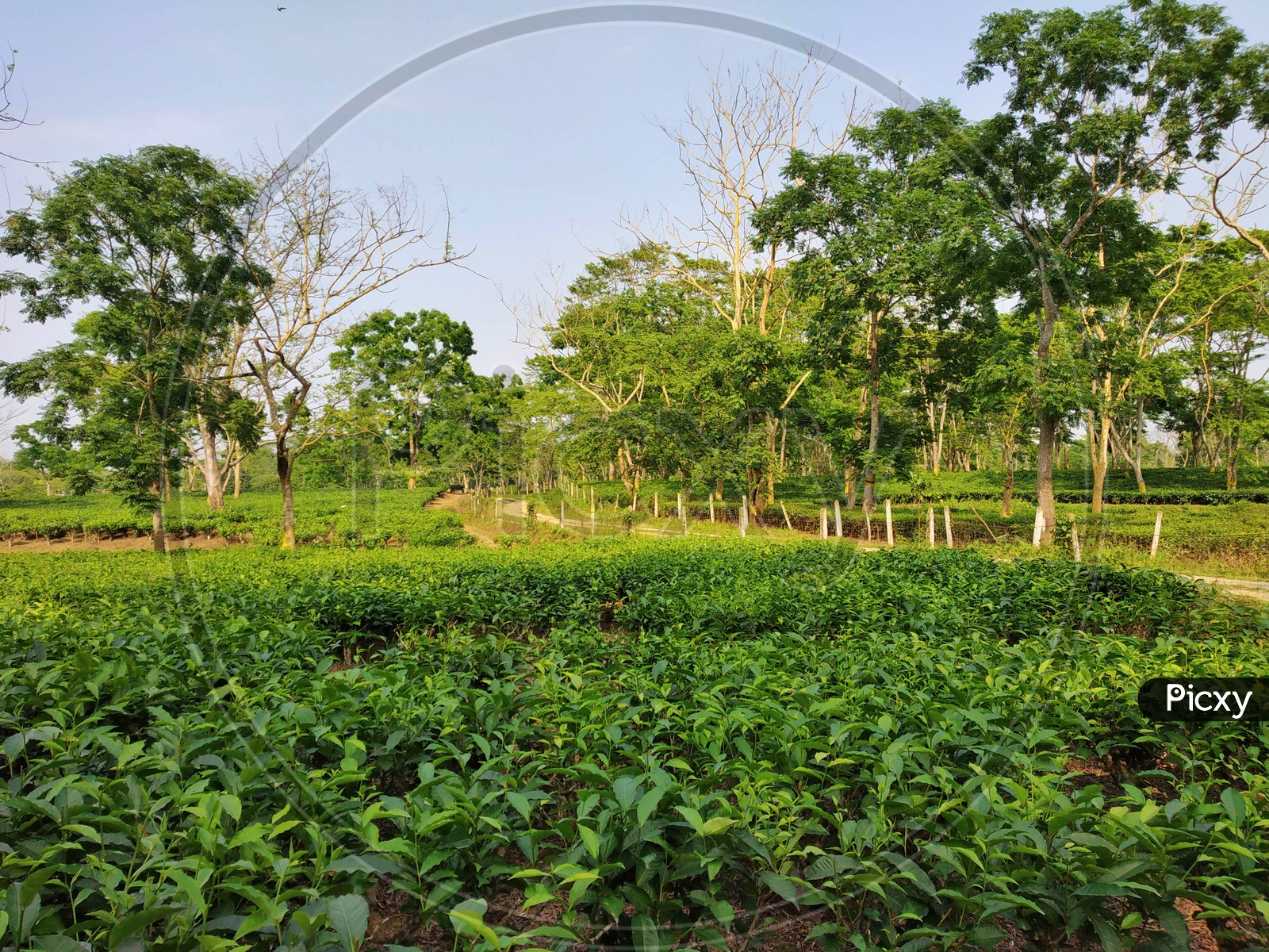 Tea Plantations Of Assam