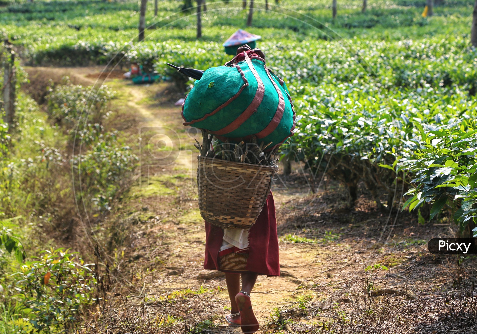 Woman Workers Carrying The Freshly Plucked Tea Leaves Baskets On Their Heads In Tea Plantations Of Assam