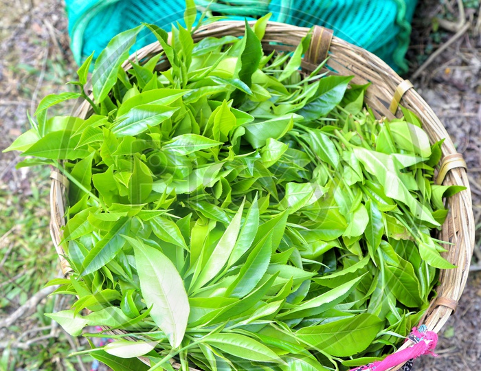 Freshly Plucked  Tea Leafs  From Tea Plants In a Tea Plantation  Of Assam
