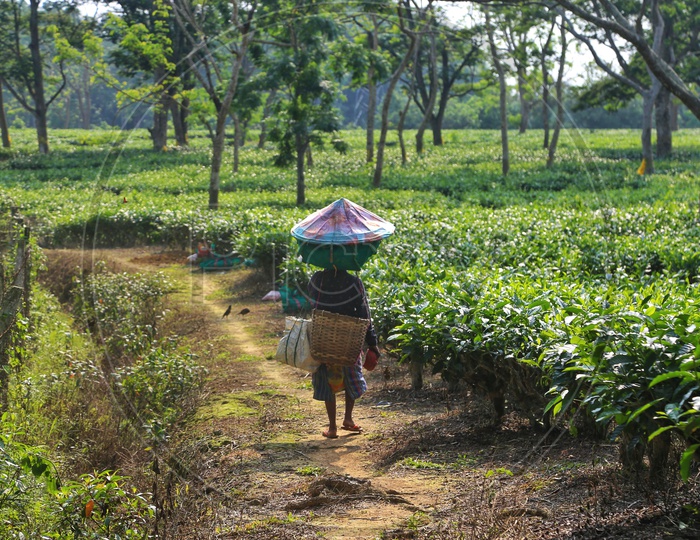 Woman Workers Carrying The Freshly Plucked Tea Leaves Baskets On Their Heads In Tea Plantations Of Assam
