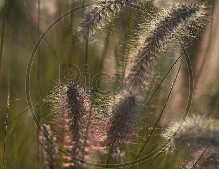 Fountain Grass Ears Closeup  Forming a Background