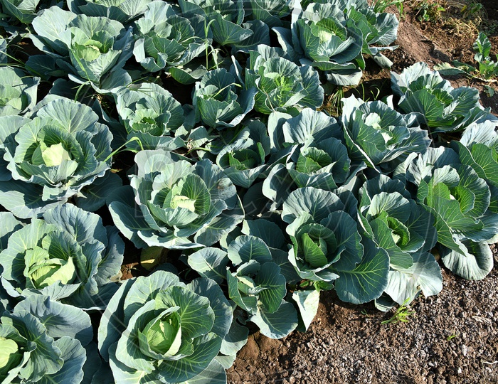Fresh Green Cabbage Growing In an Agricultural Farm