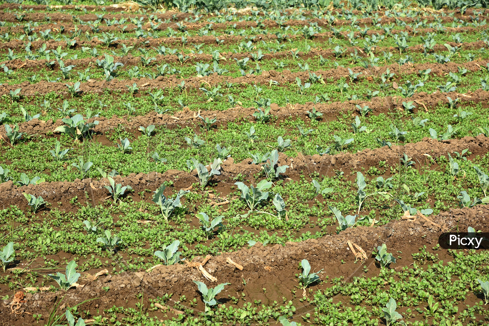 Fresh Green Cabbage Growing In an Agricultural Farm