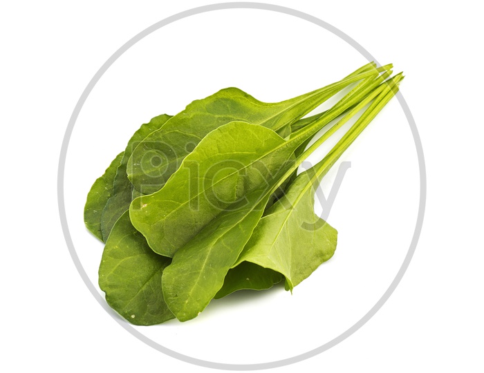 Fresh Green Spinach Leaves  On an Isolated White Background