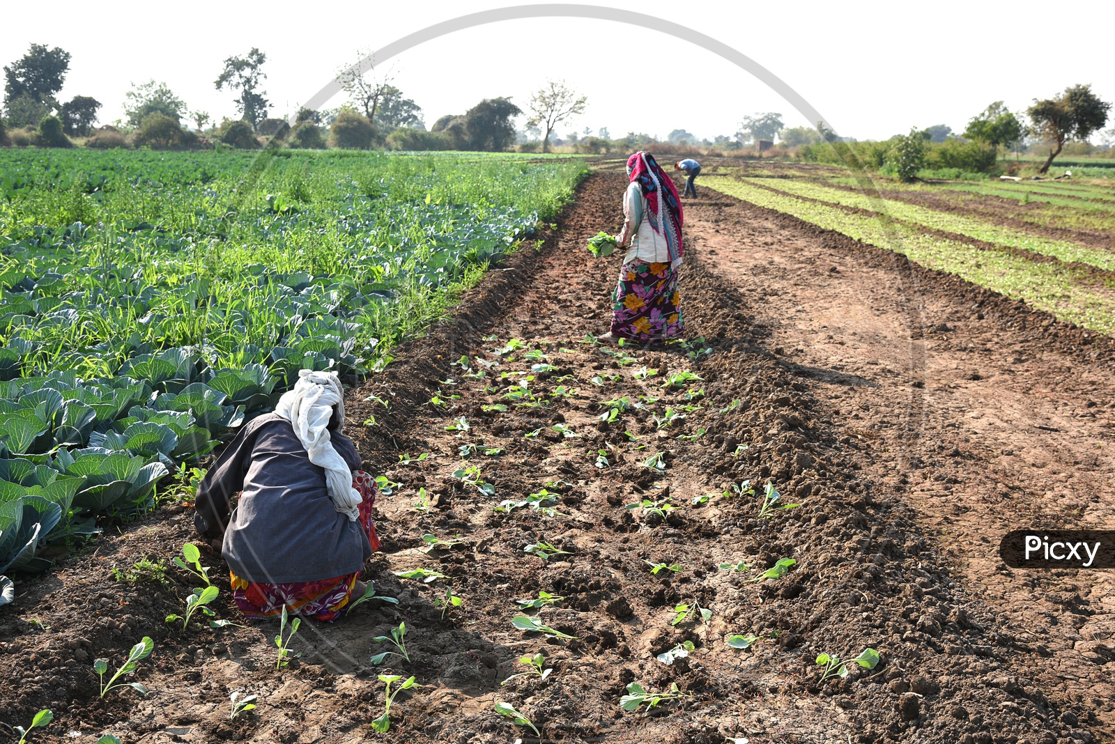 Indian Farm Workers Planting The Cabbage Plants  in An Agricultural Farm With Bunch  of plants In Hand