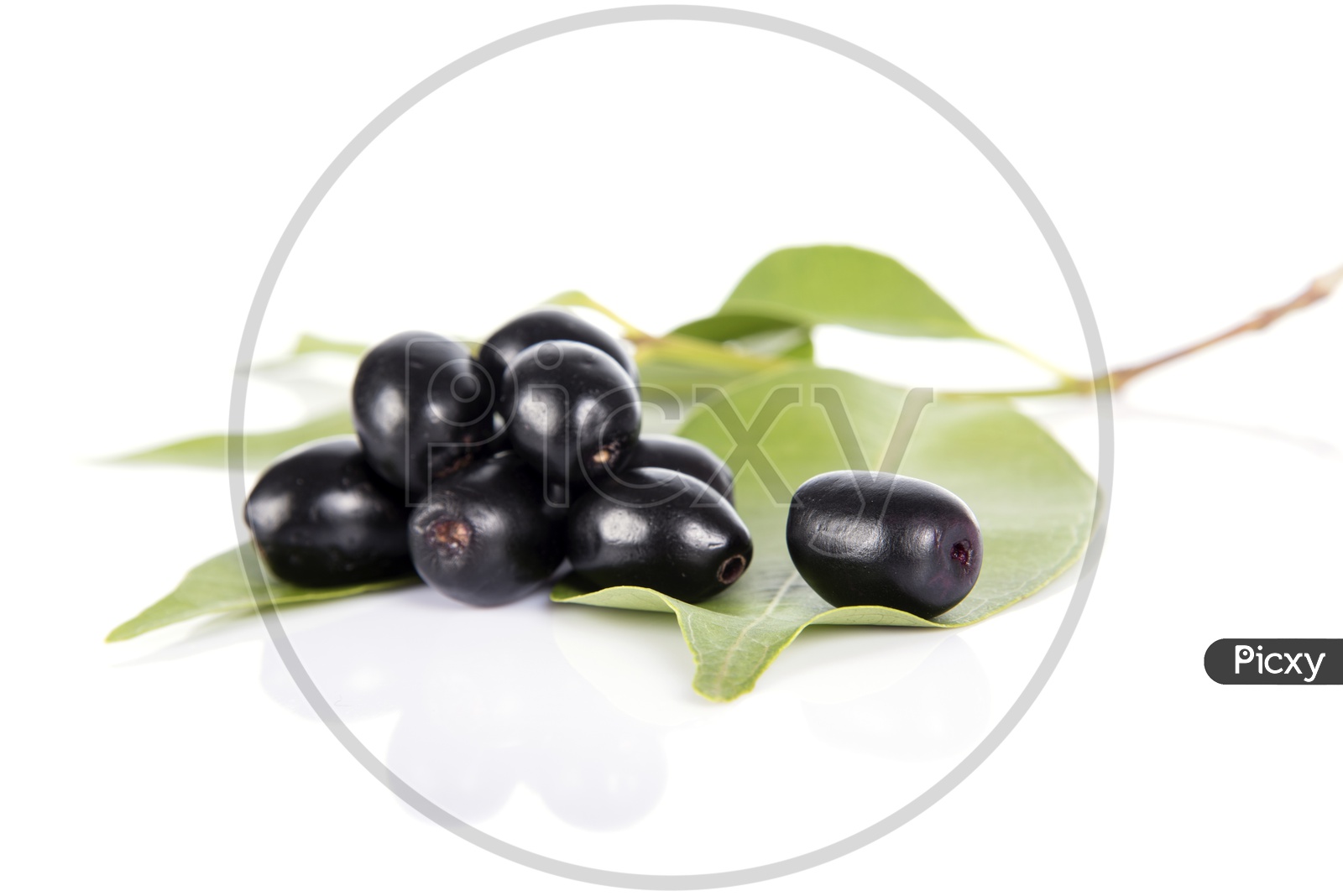 Jambolan plum or Java plum (Syzygium cumini) or Berry  Fruit On an Isolated White Background