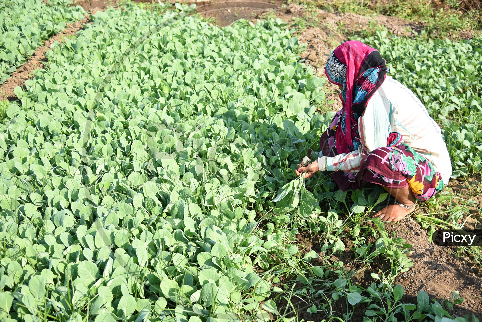 Indian Farm Workers Planting The Cabbage Plants  in An Agricultural Farm With Bunch  of plants In Hand