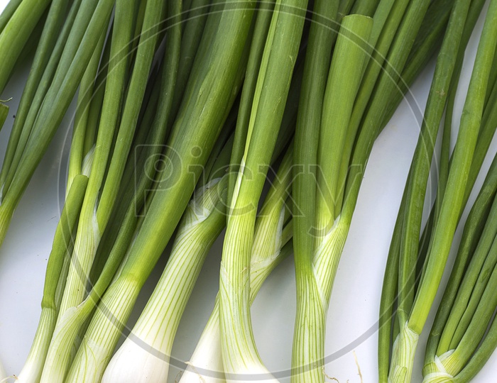 Fresh Green Spring Onion With Roots On an Isolated White Background