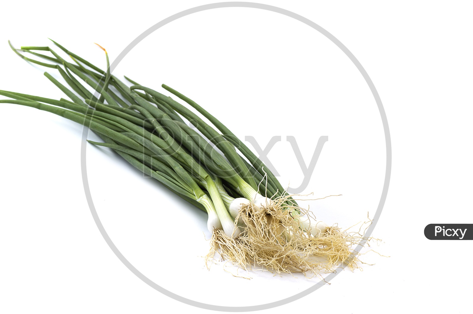 Fresh Green Spring Onion With Roots  On An Isolated White Background
