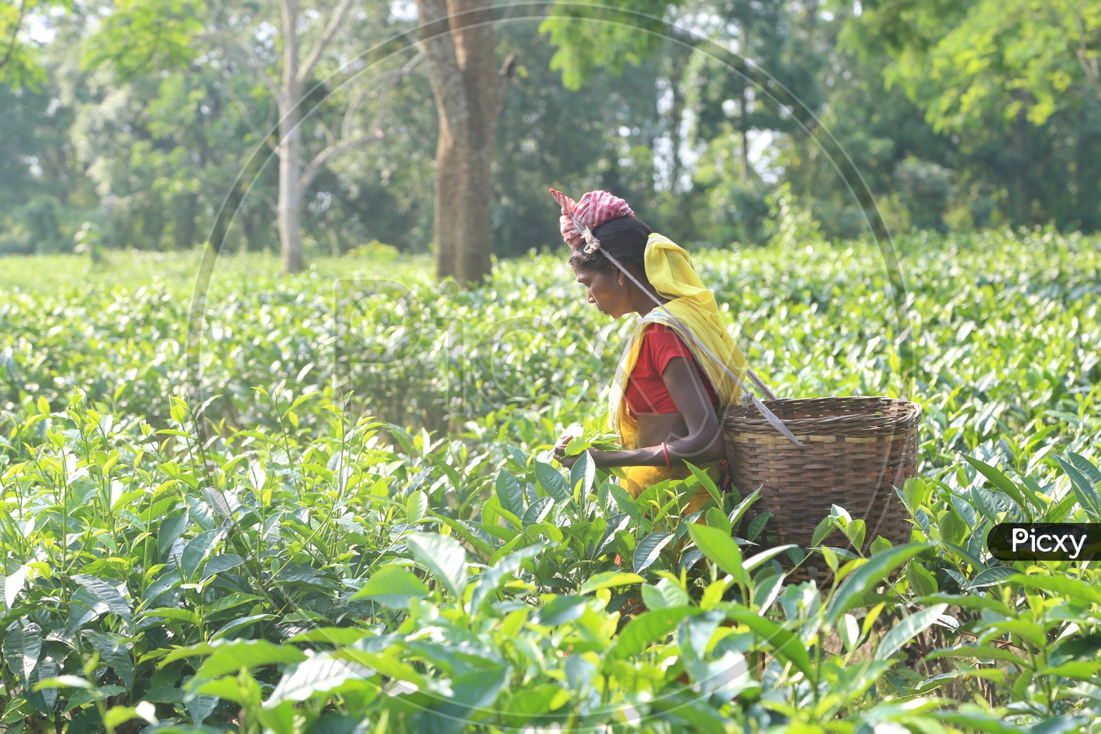 Woman Workers Plucking The Fresh Green Tea Leafs From Tea Plants In a Plantation in Assam
