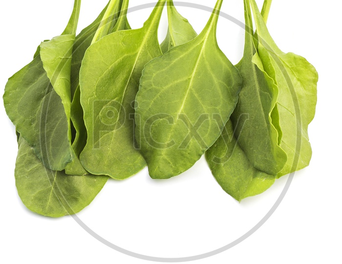 Fresh Green Spinach Leaves On an Isolated White Background