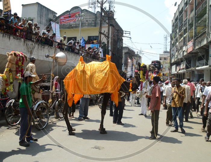 Decorated Camels On the Procession Of Marbat In Nagpur