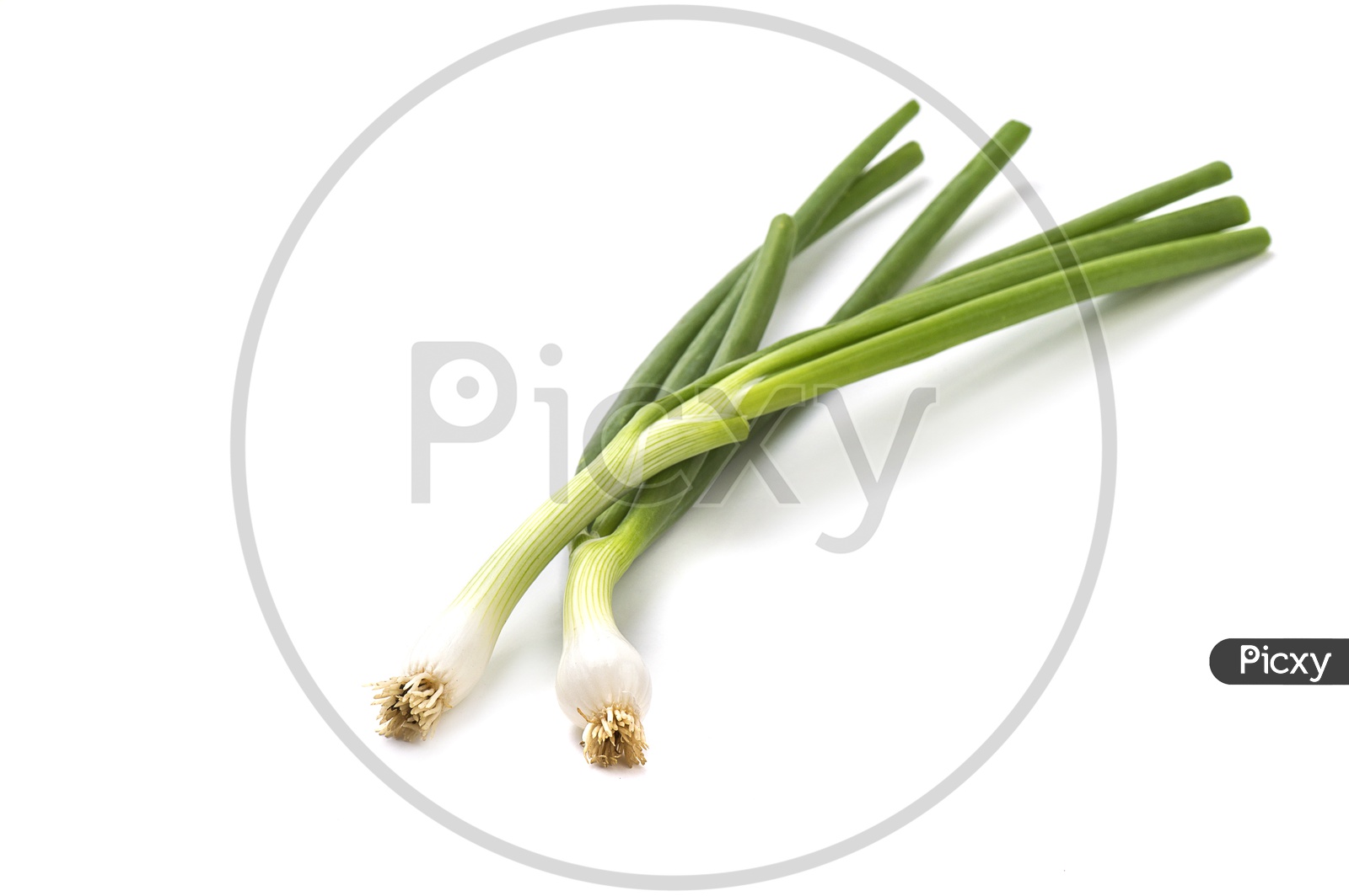 Fresh Green Spring Onion With Roots On an Isolated White Background