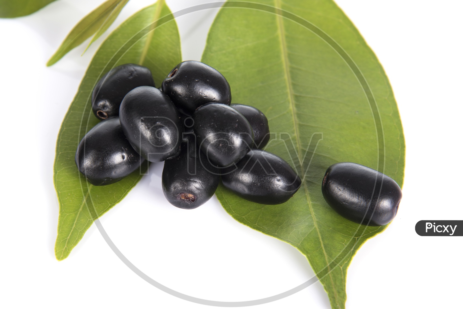 Image of Jambolan plum or Java plum (Syzygium cumini) or Berry Fruit On ...