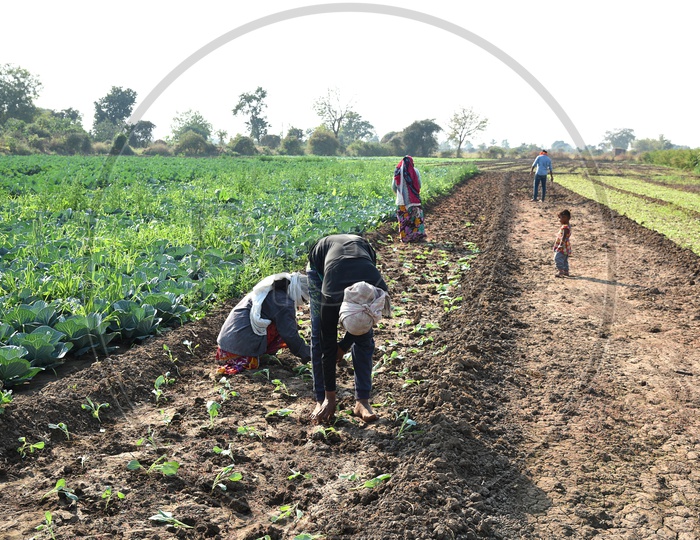 Indian Farm Workers Planting The Cabbage Plants  in A Agricultural Farm With Bunch  of plants In Hand