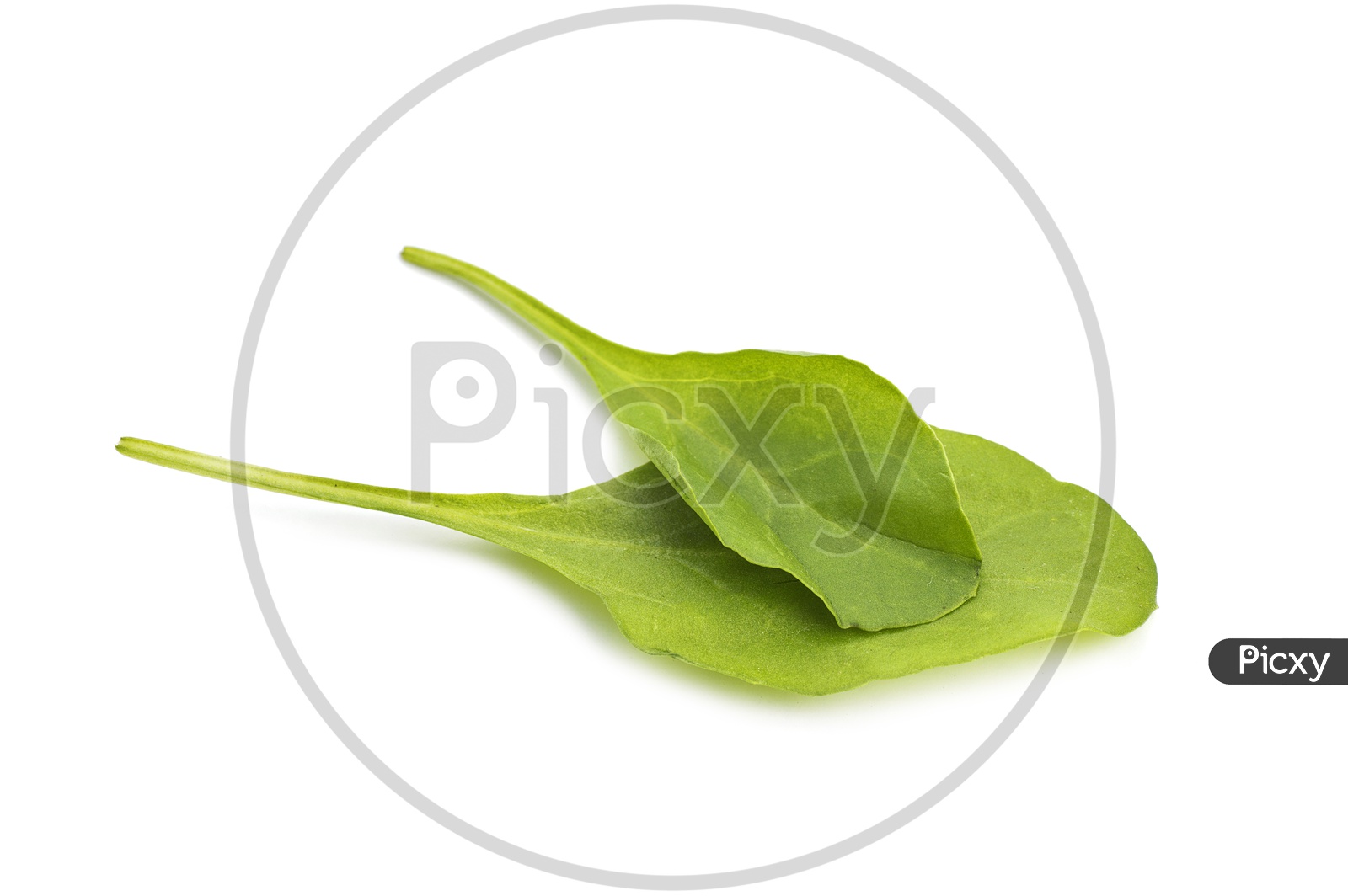 Fresh Green Spinach Leaves On an Isolated White Background