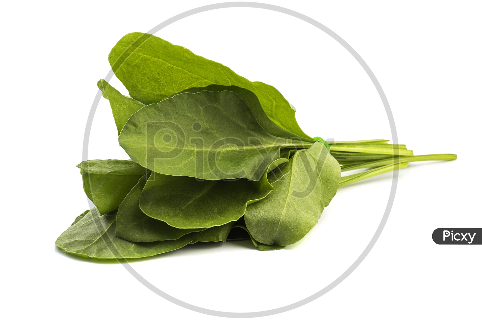 Fresh Green Spinach Leaves Bundle On an Isolated White Background