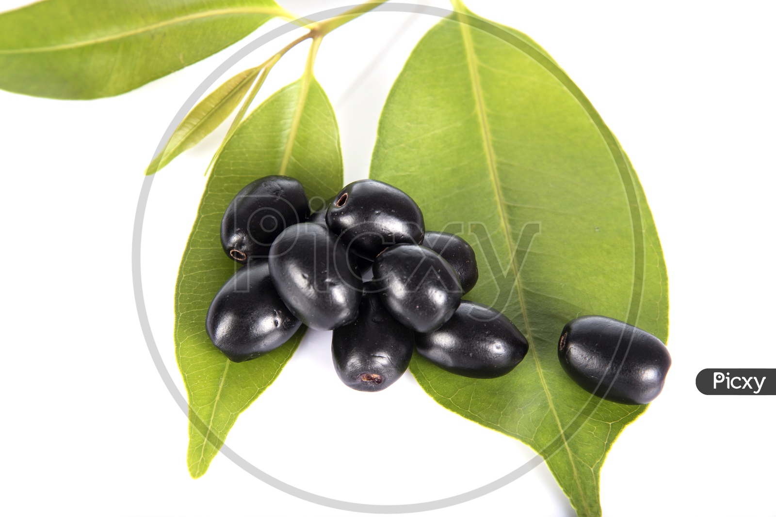 Image Of Jambolan Plum Or Java Plum (syzygium Cumini) Or Berry Fruit On 