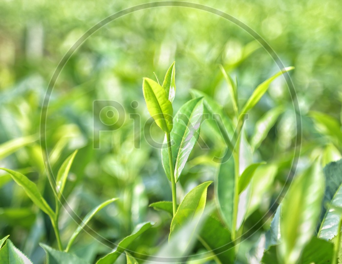 Fresh Green Tea Leafs On tea Plants  in Tea Plantations Of Assam