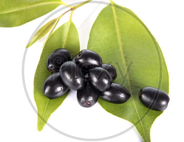 Jambolan plum or Java plum (Syzygium cumini) or Berry  Fruit On an Isolated White Background
