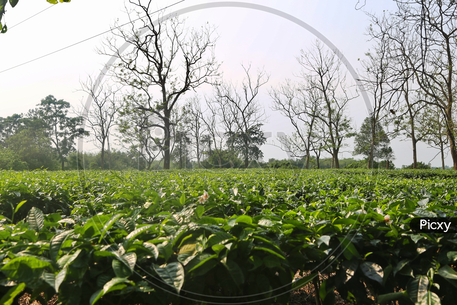 Fresh Green Tea Leaves On Tea Plants In a  Tea Plantation  in  Assam