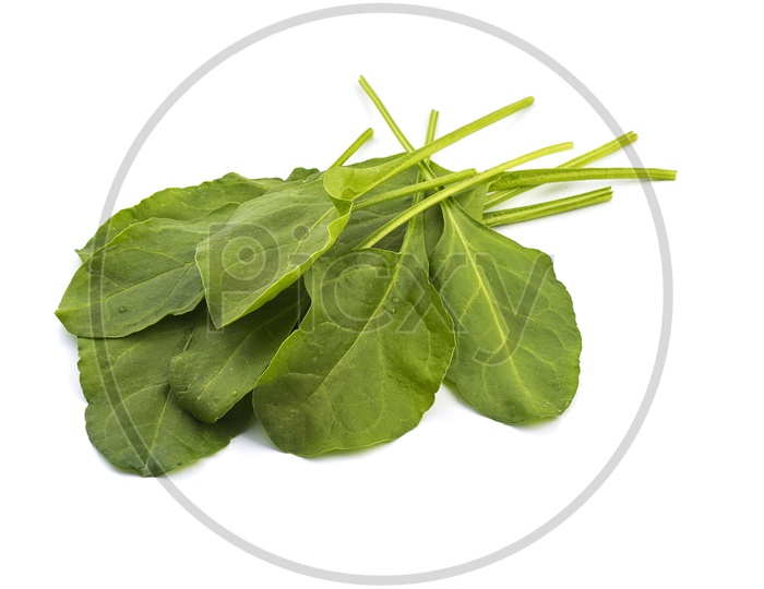 Fresh Green Spinach Leaves  On an Isolated White Background