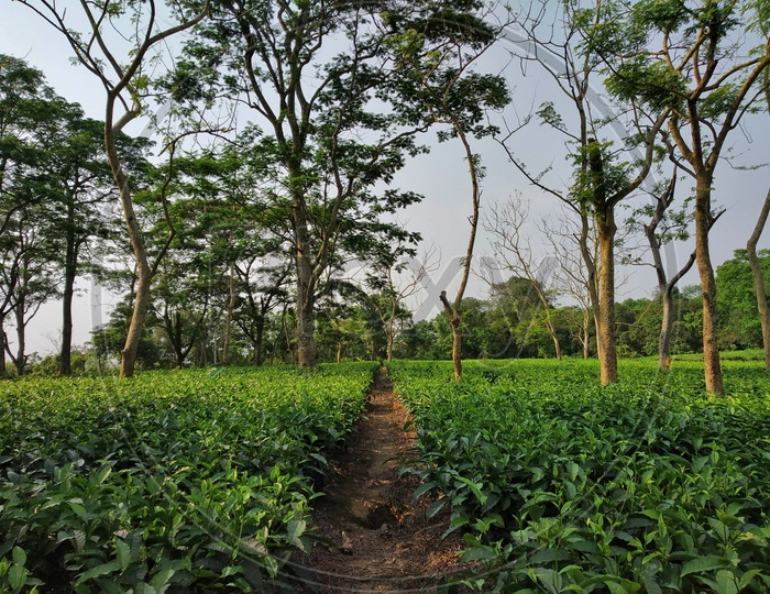 Tea Plantations Of Assam