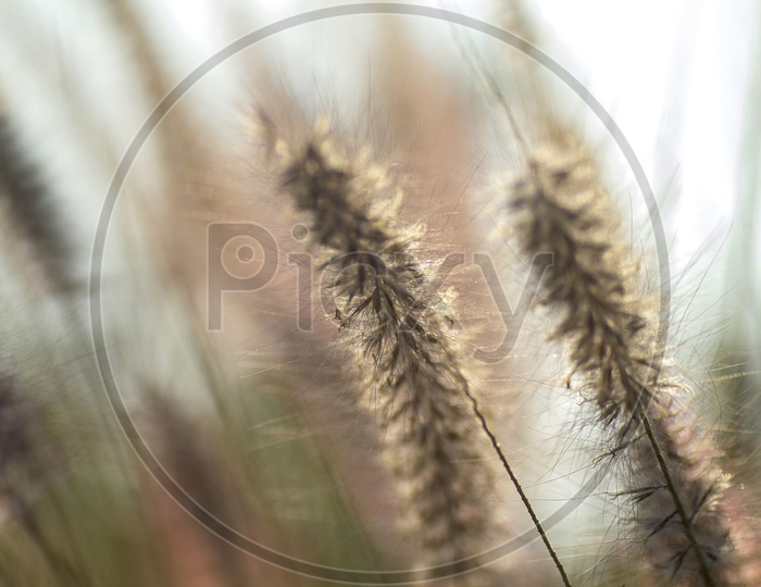 Fountain Grass Ears Closeup  Forming a Background