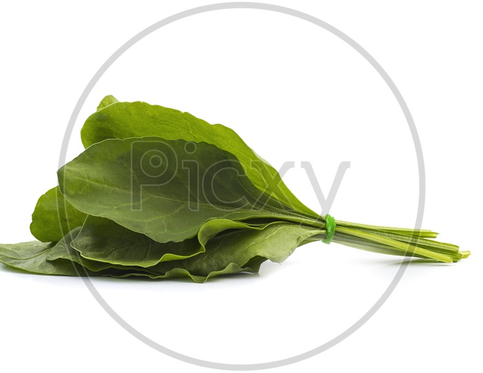 Fresh Green Spinach Leaves  Bundle   On an Isolated White Background
