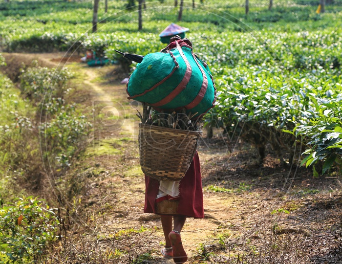 Woman Workers Carrying The Freshly Plucked Tea Leaves Baskets On Their Heads In Tea Plantations Of Assam