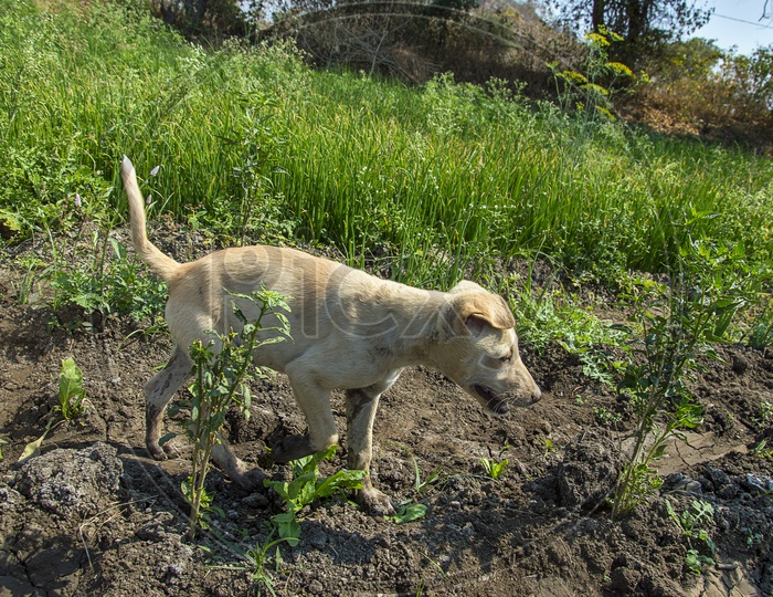 A Cute Puppy or Dog In an Agricultural Field