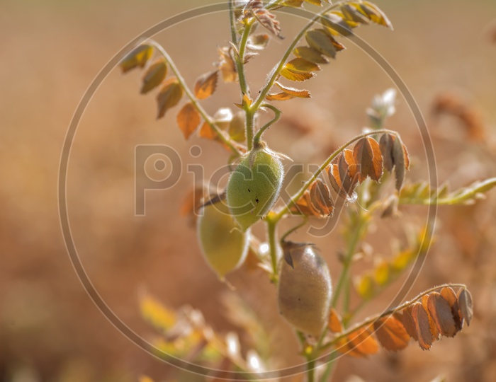 Chickpeas Pods On Dried  Plants  Growing In an Agricultural Farm