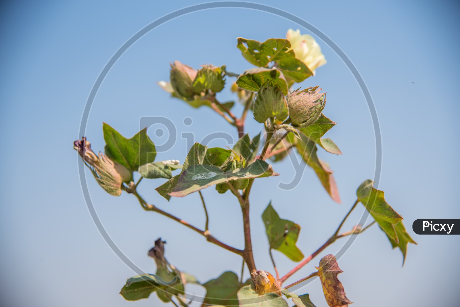 Cotton Balls And Flowers  Growing On The Plants In an Agricultural Field  or Cotton Farm