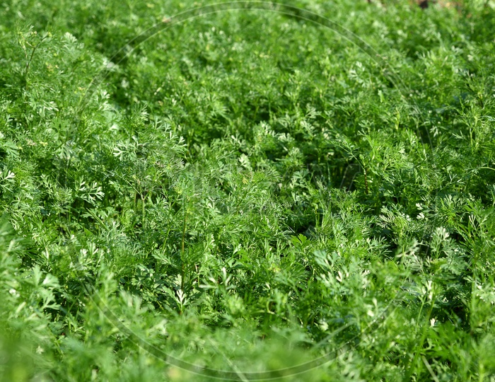 Fresh Green Coriander Growing In Garden Or Farm