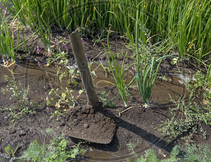 Gardening Tool Hoe For Digging In a Onion Farm