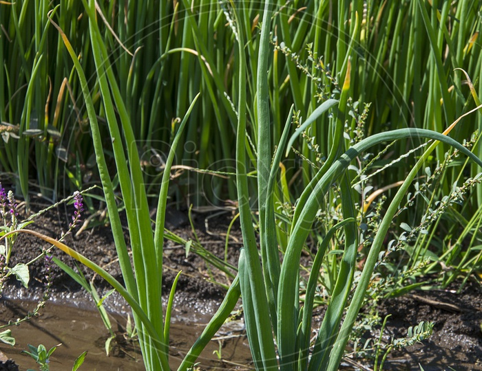 Fresh Green Onion Plants Growing In an Agricultural Field