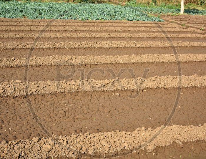 Wet Agricultural Lands For Planting Saplings As a Crop