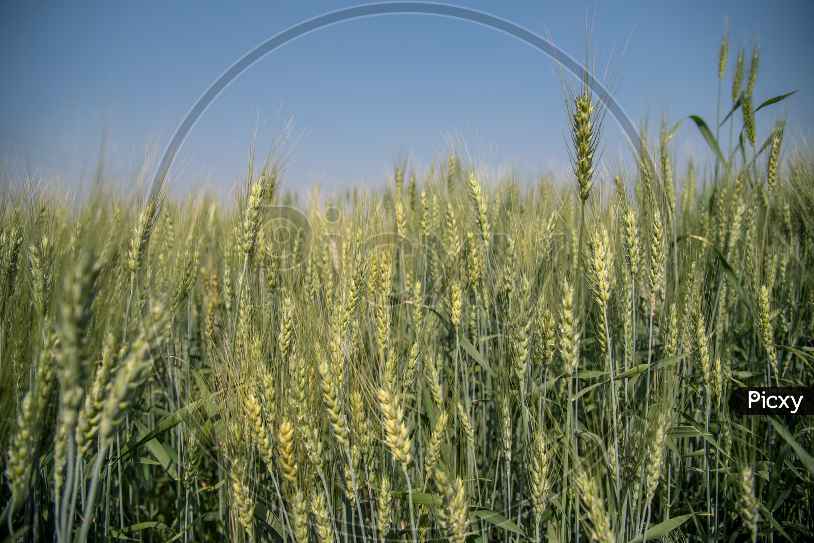 Young green Wheat Ears In an Agricultural Field