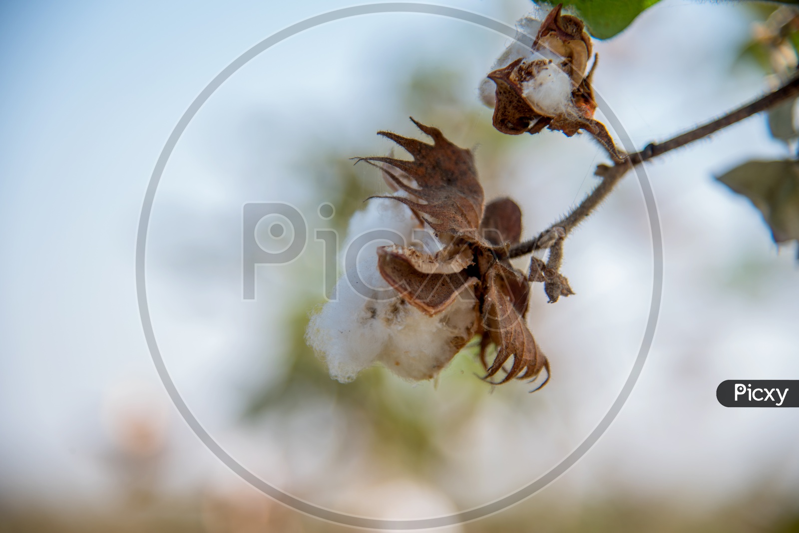 Cotton Balls And Flowers  Growing On The Plants In an Agricultural Field  or Cotton Farm