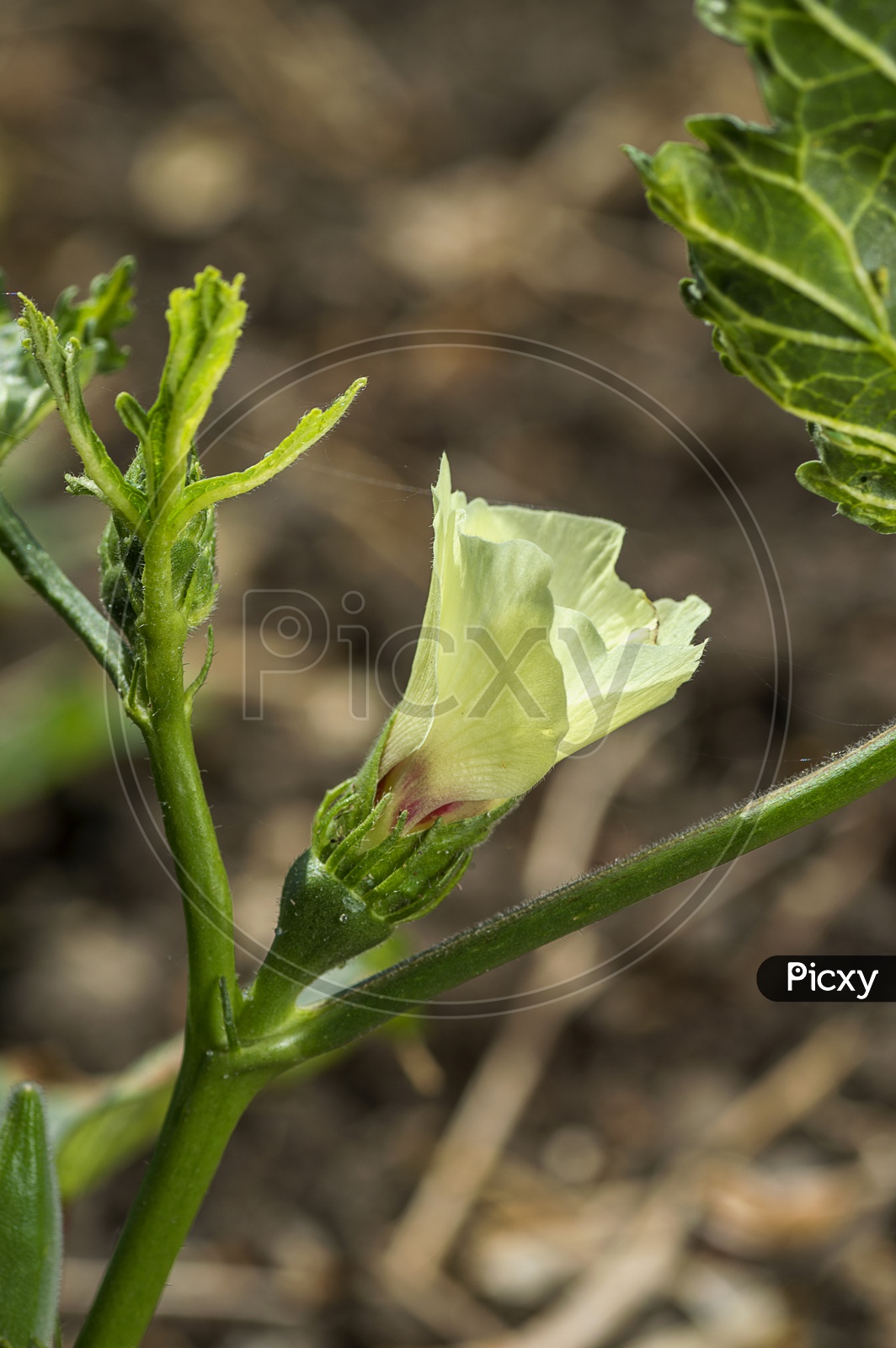 Young Okra or Lady's Finger Or Bendi  Growing Freshly In an Organic Farm