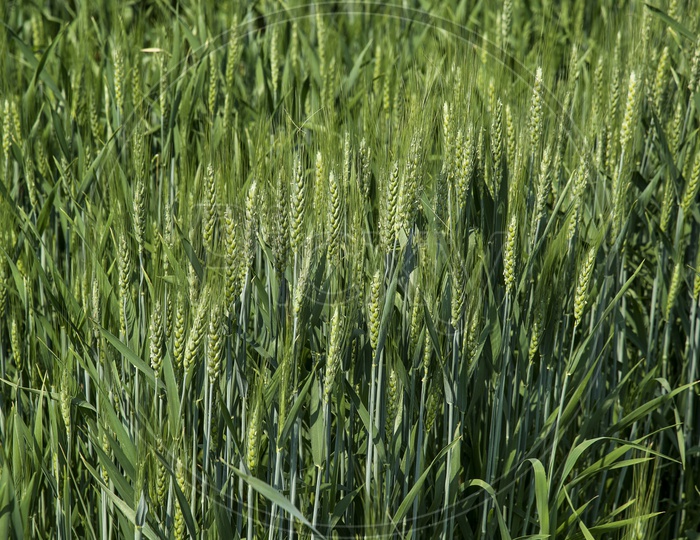 Green Wheat Ears in an Agricultural Farm