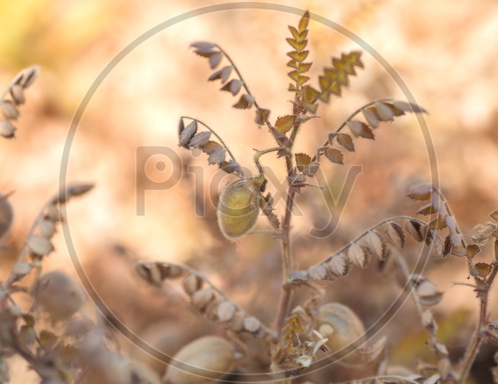 Chickpeas Pods On Dried  Plants  Growing In an Agricultural Farm