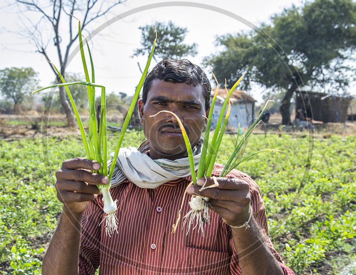 An Indian Farmer Holding Freshly Picked Onion In an  Agricultural field