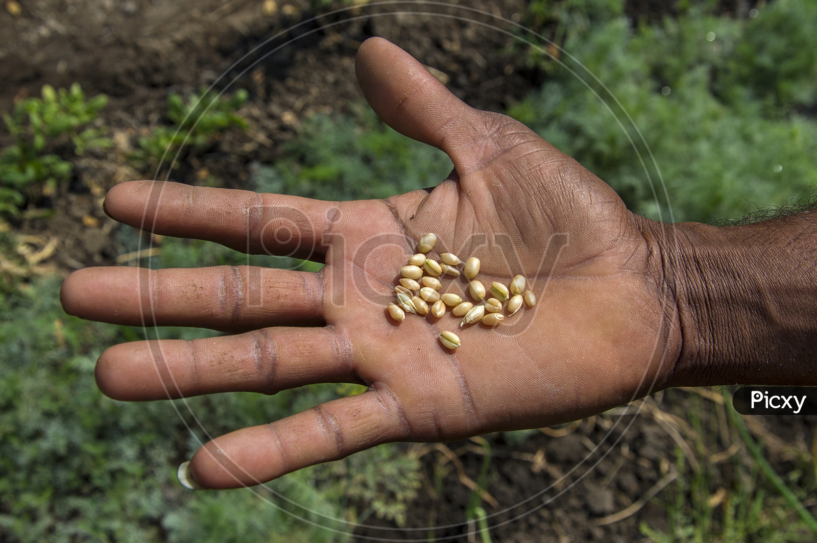 A Farmer Showing The Fresh Wheat Grains in His Hand In an Agricultural Field