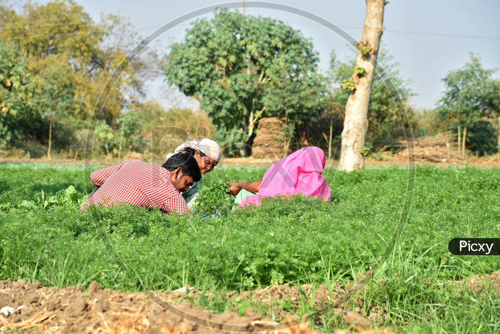 Image of Indian Farm Workers Working In a Coriander Farm And Holding