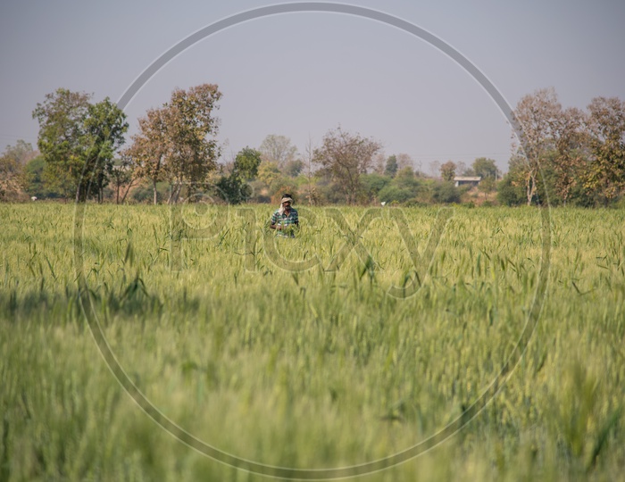 An Indian Farmer In Green  Wheat Field