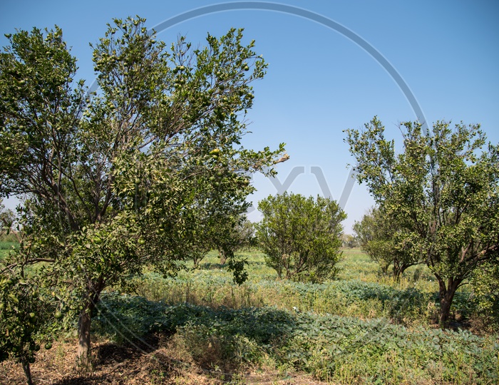 Fresh Sweet Oranges Growing  on Trees At an Organic Farm Or Agricultural Farm