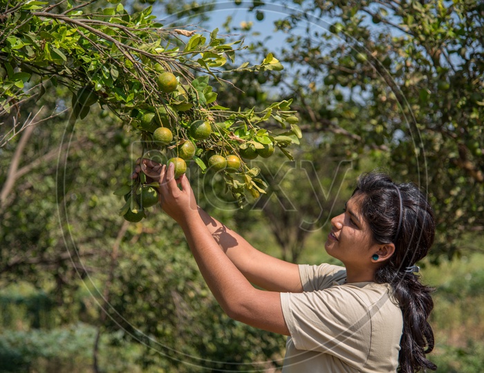 A Young Indian Woman Plucking The Fresh Sweet Oranges From The Trees in an Agricultural Farm