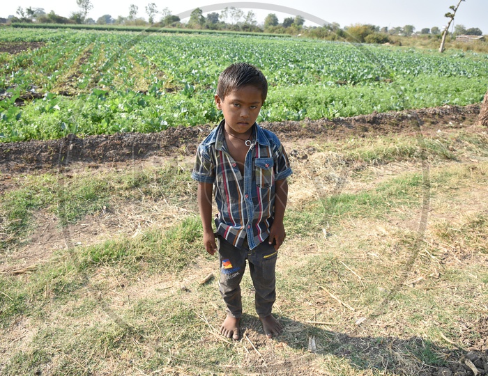 Portrait Of  An Indian Boy In a Coriander Farm